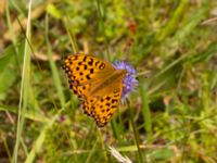 Argynnis adippe Vombs västra vattenverksdammar, Lund, Skåne, Sweden 20110727 174