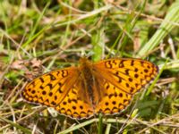 Argynnis adippe Vombs västra vattenverksdammar, Lund, Skåne, Sweden 20120713B 231