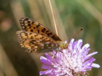 Argynnis aglaja Everöds motorcrossbana, Kristianstad, Skåne, Sweden 20140717_0062