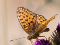 Argynnis aglaja Horna, Åhus, Kristianstad, Skåne, Sweden 20130723-209