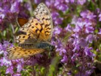 Argynnis aglaja Horna, Kristianstad, Skåne, Sweden 20140717_0192