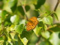 Argynnis aglaja Lilla kalkbrottet, Klagshamns udde, Malmö, Skåne, Sweden 20120617 031