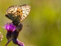 Argynnis aglaja Skäpperöds fälad, Hörby, Skåne, Sweden 20140720_0046