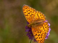 Argynnis aglaja Vombs västra vattenverksdammar, Lund, Skåne, Sweden 20120713B 054