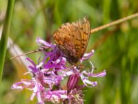 Argynnis niobe Risen, Genarp, Lund, Skåne, Sweden 20110628B 011