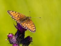 Argynnis niobe Risen, Genarp, Lund, Skåne, Sweden 20110628B 138