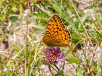 Argynnis niobe Risen, Genarp, Lund, Skåne, Sweden 20110628C 070