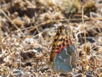 Argynnis pandora Demergy, Crimea, Russia 20150918_0036