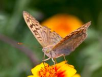 Argynnis pandora Inkerman, Crimea, Russia 20150913B_0193