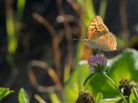 Argynnis pandora Krasnaja Poljana, Krasnodar, Russia 20160908_0763