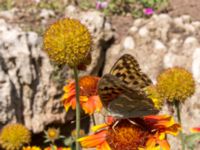 Argynnis pandora Olinovki, Crimea, Russia 20150911_0142