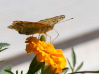 Argynnis pandora Olinovki, Crimea, Russia 20150911_0361