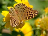 Argynnis pandora Olinovki, Crimea, Russia 20150911_0533