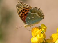 Argynnis pandora Olinovki, Crimea, Russia 20150911_0550