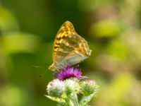 Argynnis paphia Flodahusdammen, Ravlunda skjutfält, Simrishamn, Skåne, Sweden 220190719_0023