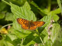 Boloria eunomia Fjärilsvägen, Grinduga, Gävle, Gästrikland, Sweden 20150705_1152