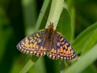 Boloria eunomia Fjärilsvägen, Grinduga, Gävle, Gästrikland, Sweden 20150705_1232