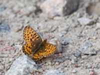 Boloria euphrosyne Fjärilsvägen, Grinduga, Gävle, Gästrikland, Sweden 20150705_1283