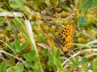 Boloria euphrosyne Tveta reningsverk, Mörbylånga, Öland, Sweden 20170525_0440