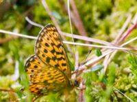 Boloria euphrosyne Väster-Sortmyran, Sävar, Umeå, Västerbotten, Sweden 20150706_0284