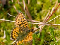 Boloria euphrosyne Väster-Sortmyran, Sävar, Umeå, Västerbotten, Sweden 20150706_0286