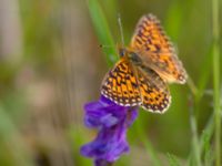 Boloria euphrosyne Vitberget, Älvsbyn, Norrbotten, Sweden 20150711_0041