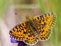 Boloria euphrosyne Vitberget, Älvsbyn, Norrbotten, Sweden 20150711_0045