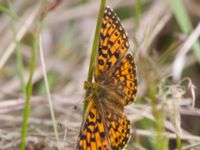 Boloria euphrosyne Vitberget, Älvsbyn, Norrbotten, Sweden 20150711_0048