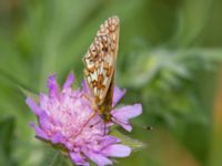 Boloria selene Fjärilsvägen, Grinduga, Gävle, Gästrikland, Sweden 20150705_1253