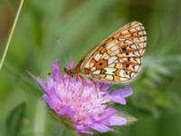 Boloria selene Fjärilsvägen, Grinduga, Gävle, Gästrikland, Sweden 20150705_1255