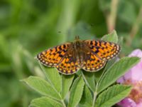 Boloria selene Fjärilsvägen, Grinduga, Gävle, Gästrikland, Sweden 20150705_1262