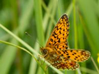 Boloria selene Hunneröds mosse, Svedala, Skåne, Sweden 20160714_0172