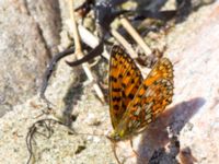 Boloria selene Steninge naturreservat, Falkenberg, Halland, Sweden 20160605_0228