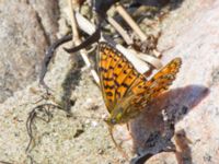 Boloria selene Steninge naturreservat, Falkenberg, Halland, Sweden 20160605_0229