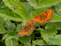 Boloria selene et Brenthis ino Fjärilsvägen, Grinduga, Gävle, Gästrikland, Sweden 20150705_1199