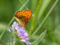 Brenthis ino Fjärilsvägen, Grinduga, Gävle, Gästrikland, Sweden 20150705_1244