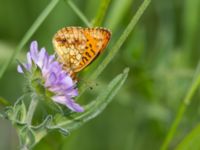 Brenthis ino Fjärilsvägen, Grinduga, Gävle, Gästrikland, Sweden 20150705_1247