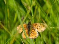 Brenthis ino Hunneröds mosse, Skurup, Skåne, Sweden 20170713_0004