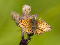 Brenthis ino Hunneröds mosse, Skurup, Skåne, Sweden 20170713_0080