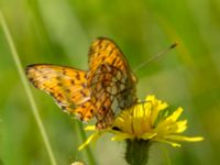 Brenthis ino Toarpsdammen, Malmö, Skåne, Sweden 20190621_0045