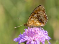 Brenthis ino Vackerslätt, Nybro, Småland, Sweden 20150704_0506