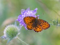 Brenthis ino Vackerslätt, Nybro, Småland, Sweden 20150704_1359