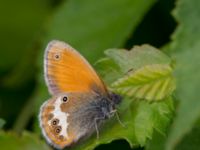 Coenonympha arcania Bråfors, Norberg, Västmanland, Sweden 20150705_1077