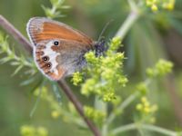 Coenonympha arcania Snörum, Västervik, Småland, Sweden 20150712_0029