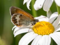 Coenonympha arcania Vackerslätt, Nybro, Småland, Sweden 20150704_0513