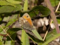 Coenonympha pamphilus Fuktängen, Klagshamns udde, Malmö, Skåne, Sweden 20220605_0086