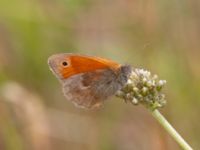 Coenonympha pamphilus NV grandungen, Toarp, Malmö, Skåne, Sweden 20230630_0123