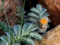 Coenonympha pamphilus Stenudden, Kungsbacka, Halland, Sweden 20160604_0043