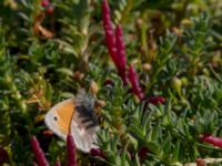 Coenonympha pamphilus Tygelsjöbäckens mynning, Tygelsjö ängar, Malmö, Skåne, Sweden 20150822_0016