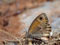 Coenonympha thyrsis Gianna Korifi, Crete, Greece 20130709B 334